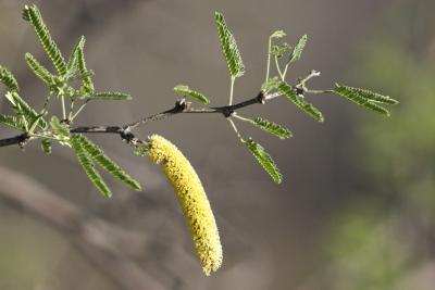 Mesquite Tree with Bloom