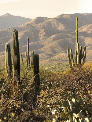 Saguaro Cacti