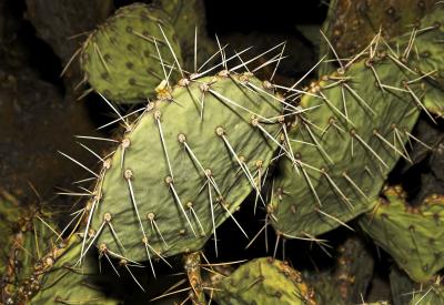 New Mexico Prickly Pear
