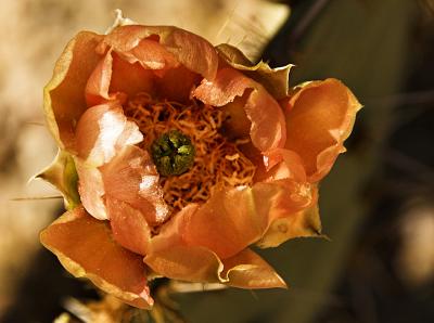 Prickly Pear Bloom