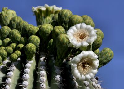 Saguaro Blooms and Blossoms