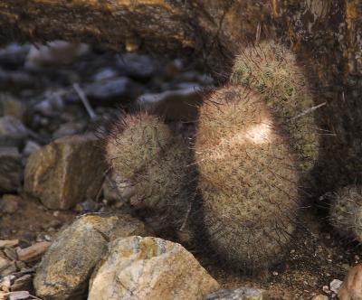 Pincushion Cactus