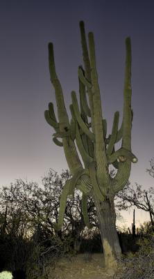 Many Armed Saguaro at Sunset