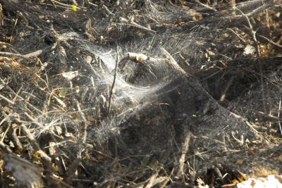 Spider Web?