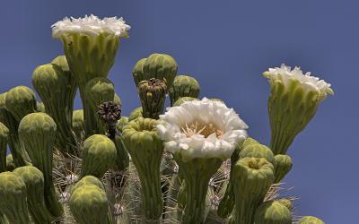 Saguaro Blooms and Buds