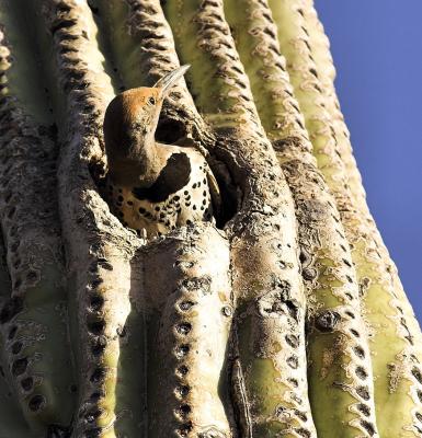 Gilded Flicker Peaking out of Saguaro Hole