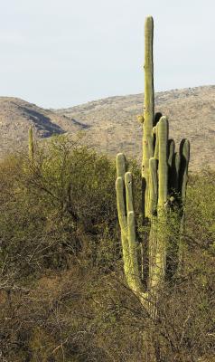 Large Old Saguaro Cactus