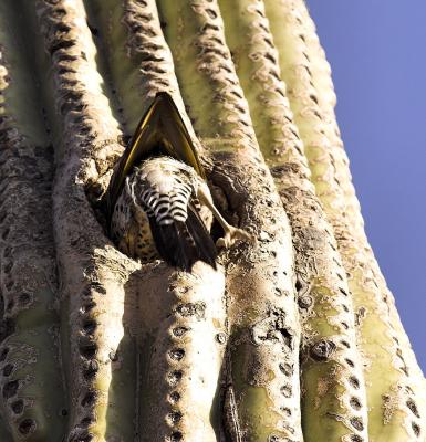 Gilded Flicker entering Saguaro Cactus