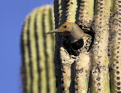 Gilded Flicker in Saguaro Cactus