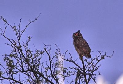 Great-Horned Owl