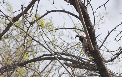 Gambel Quail Male