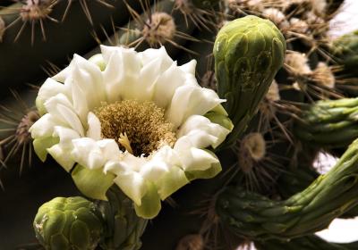 Large Saguaro Bloom