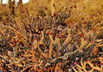 Buckhorn Cholla