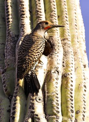Gilded Flicker about to enter Nest in Saguaro.jpg