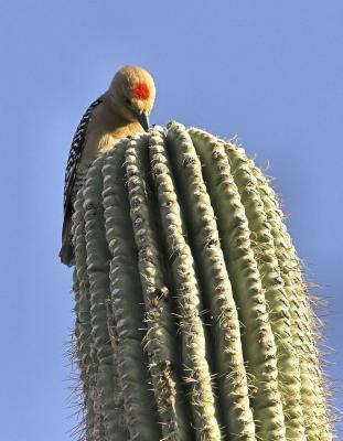 Male Gila Woodpecker on Cactus