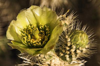 Teddy Bear Cholla Flower and Bud