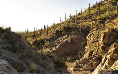 Saguaros Marching up the Hillside