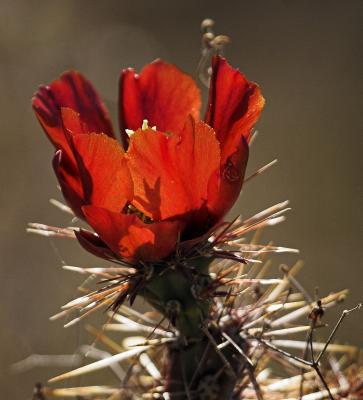 Staghorn Cholla Flower