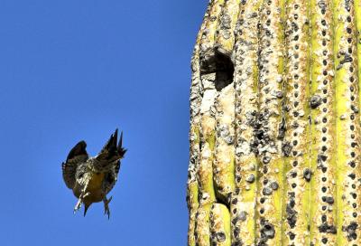 Gila Woodpecker or Gilded Flicker Leaving Nest in Saguaro Cactus