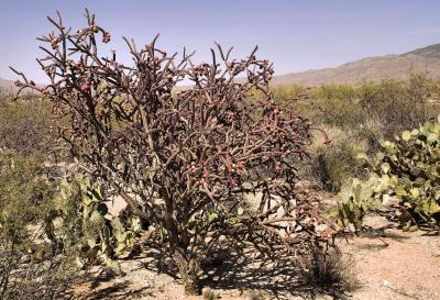 Staghorn Cholla