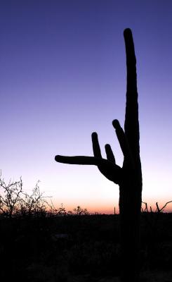 Saguaro at Sunset