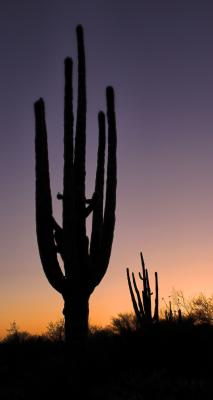 Saguaro at Sunset