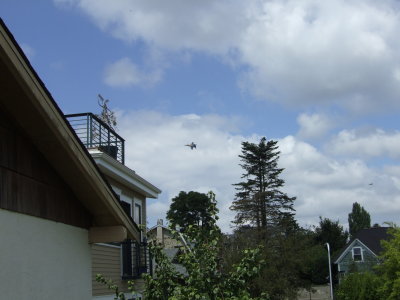 Blue Angels Circling My House