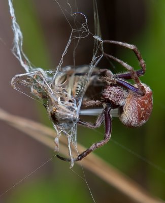 Various Creatures on six legs and eight legs