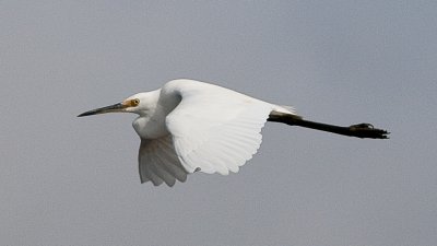 White Heron.jpg