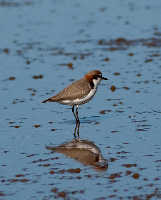 Australian Water Birds