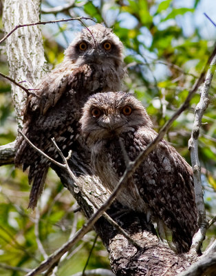 Young Frogmouths.jpg