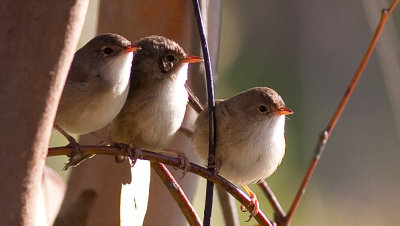 Australian Small/Medium Birds