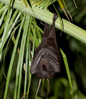 Fruit Bat.jpg