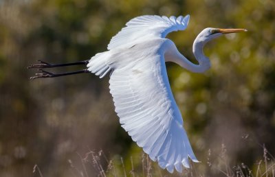 Australian Large Birds