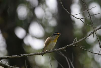 Striated Pardalote