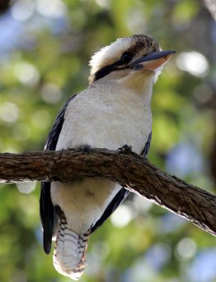 Kookaburra