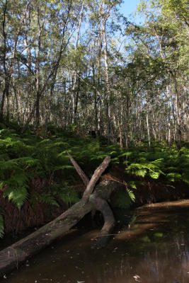 The Nature Reserve