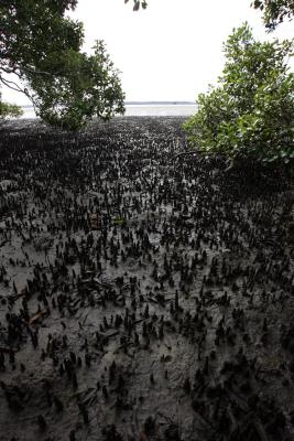 Toorbull Mangroves