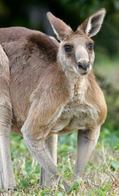 Kangaroo