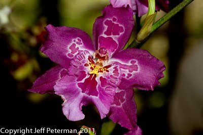 IMG_1122PC.jpg