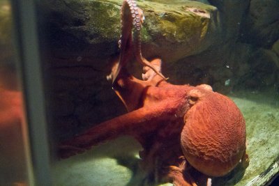 IMG_4210p.jpg