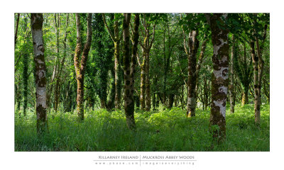 Killarney - Woods Near Muckross Abbey