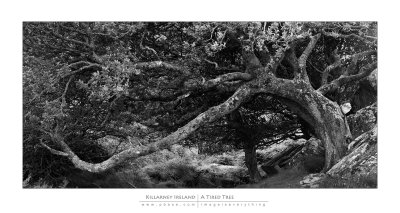 Killarney - A Tired Tree in Killarney National Park