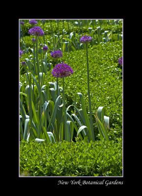 Botanical garden