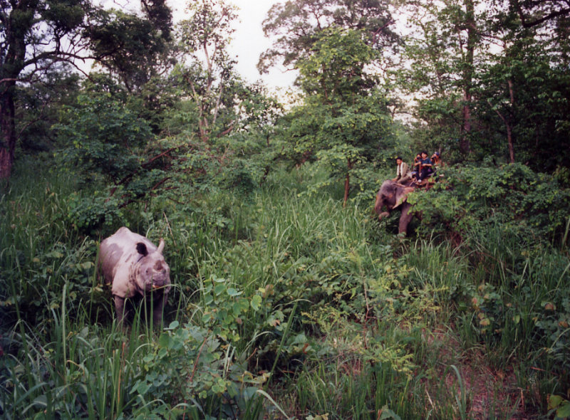 Rhino, Chitwan National Park, Nepal (1995)
