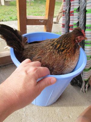 Bucket O Chicken (Kashmir, India 2011)