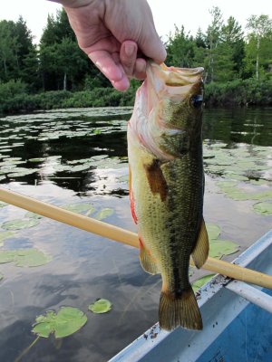 Largemouth bass from Plantinground Lake