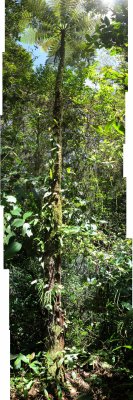 Tree Fern, Borneo (27 Oct 2011)