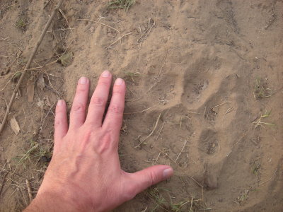Tiger footprint, Corbett Nat'l Park, India