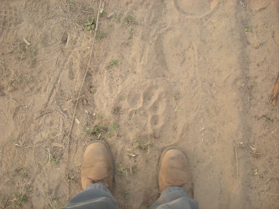 Tiger footprint, Corbett National Park (April 2012)